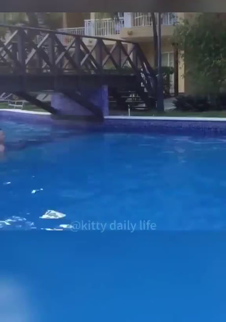 Animals not having a good day ... ( If you're extremely sensitive.. scroll on.)