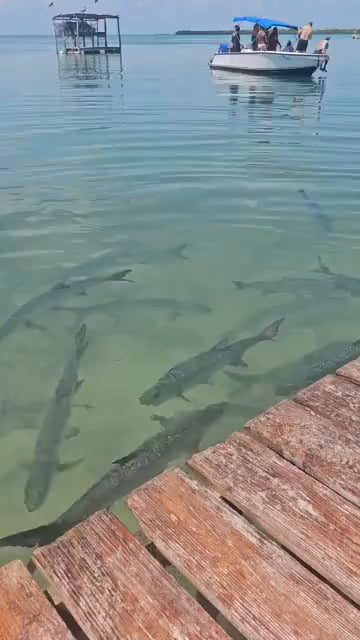 Swim with the fishes.