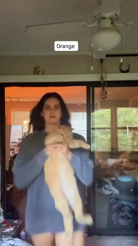 Just orange cats being .. orange cats. Researchers say, that cats can't spread COVID. But would, if they can.