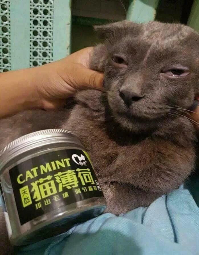 Snoop's looking a bit rough these days