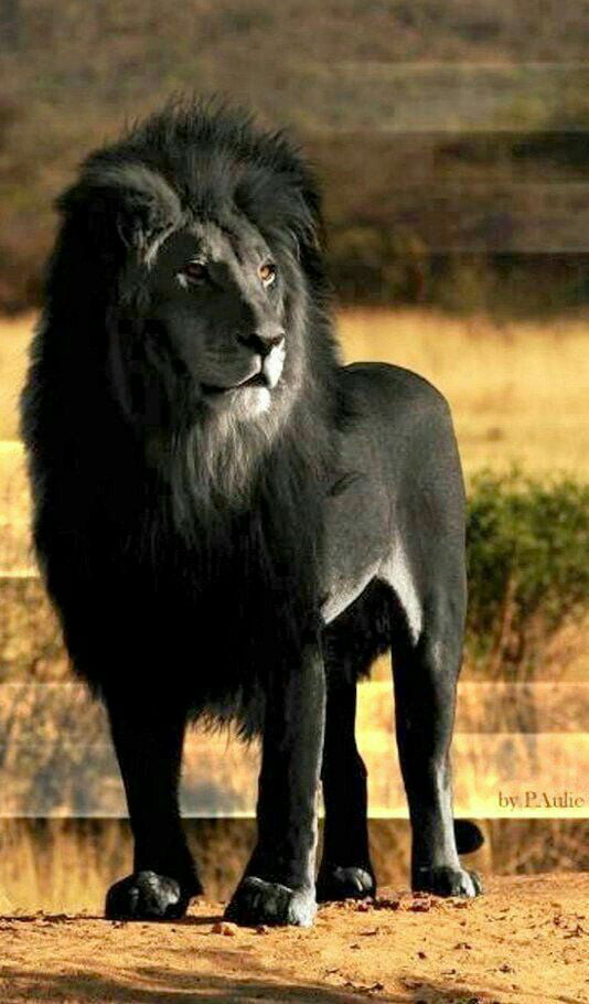 What kind of lion is it. n*ggalion. lionigg.....