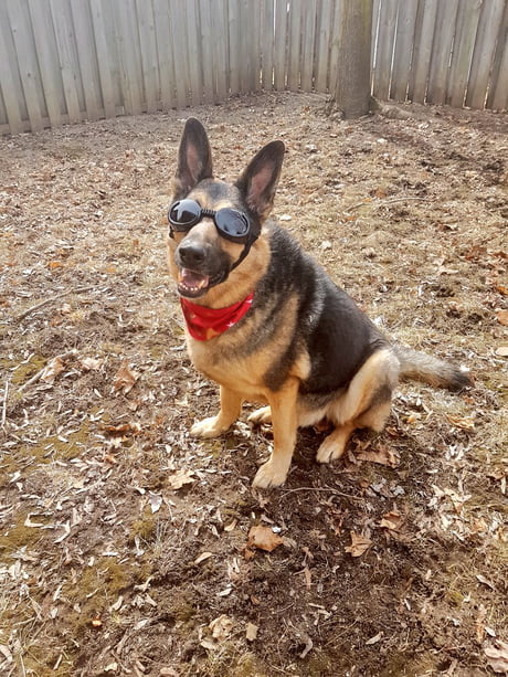 fallout 4 dogmeat goggles