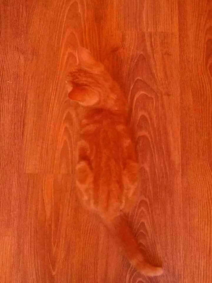 This floor looks like cat