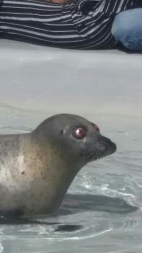 Visited to a rescue station for seals today and saw this seal. I