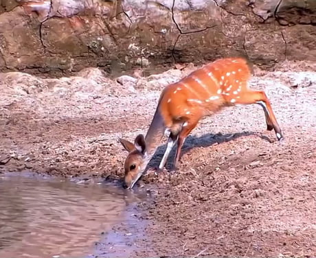 The incredible reflexes of a deer gif