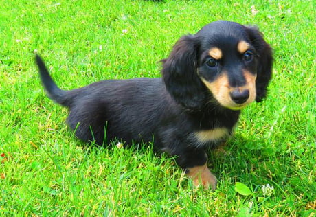Wiener Schnitzel Dog wiener-schnitzel-dog
