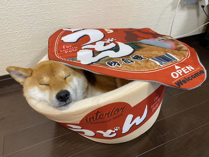 You Can Buy Noodle Cup Bed for Your Pet and it's Totally Wholesome