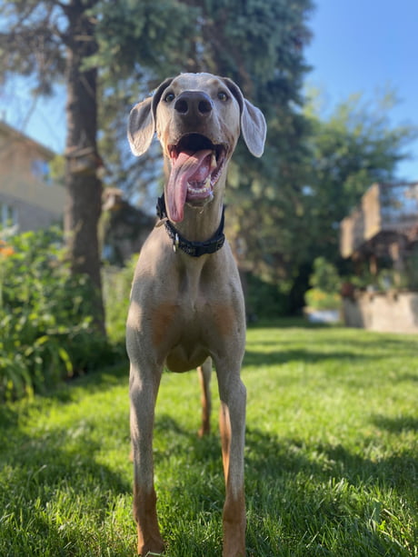 Grey Doberman