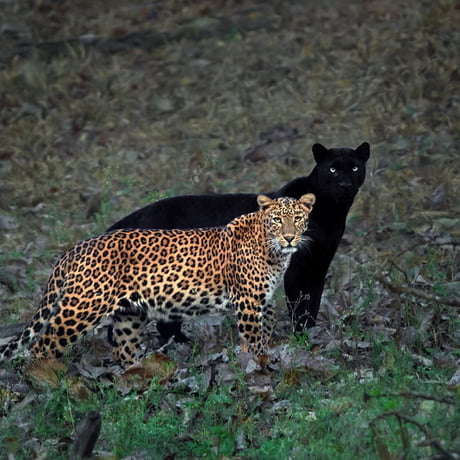 A wildlife photographer waited 6 days in Kabini Forest, India, to ...