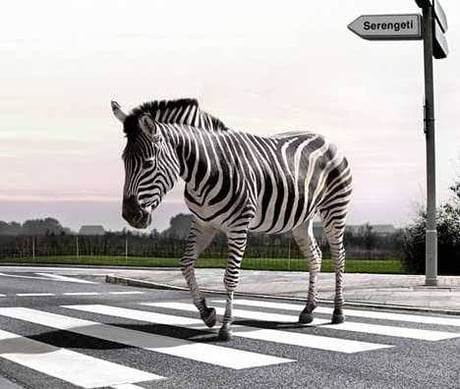 Best 30 Zebra Fun On 9gag