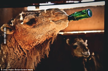 Camel beer