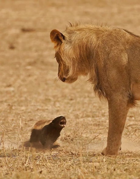 A honeybadger attacking a lion. Honeybadgers are known to be one of the  most fearless and aggresive animals on earth. - 9GAG