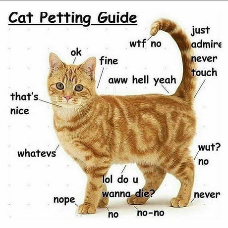 hmm cat meme  Cat memes, Cat profile, Cute cats