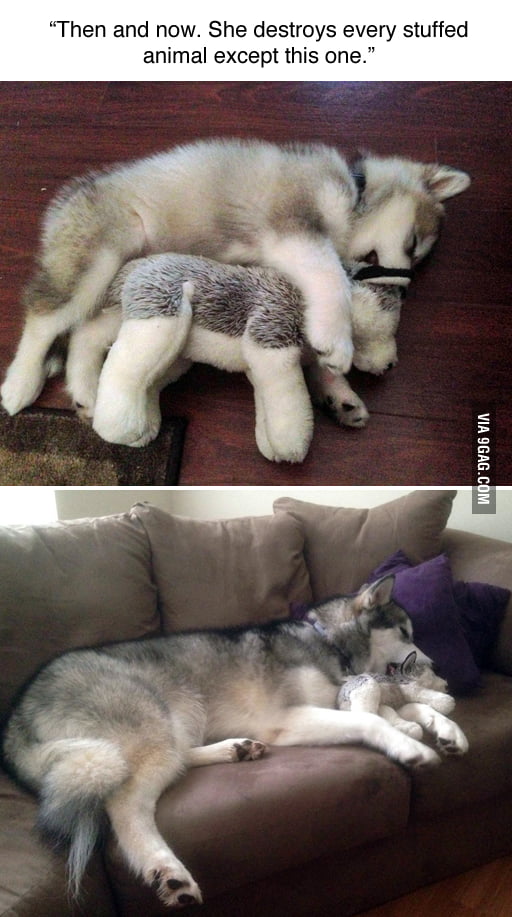 That's The Cutest Thing I've Ever Seen Meme The cutest thing I have ever seen - 9GAG