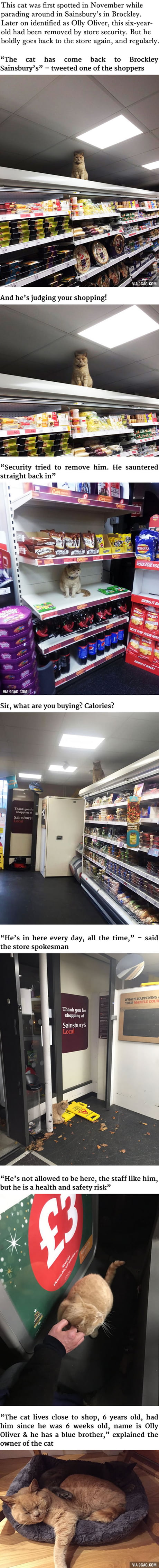 Oliver The Badass Cat Is The True Owner Of This Supermarket In London 9gag