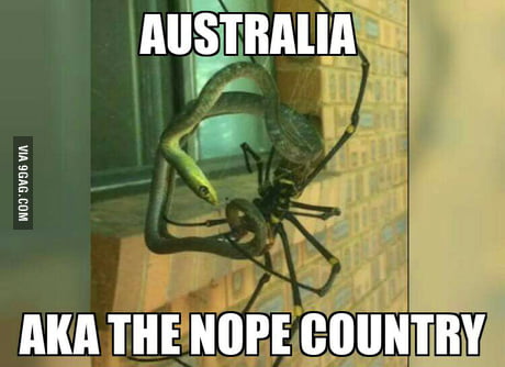 Spider season in Australia - 9GAG