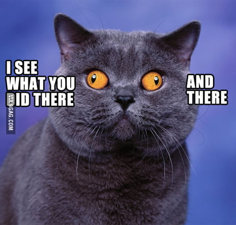 It S Called Exotropia Cat Still Cute 9gag