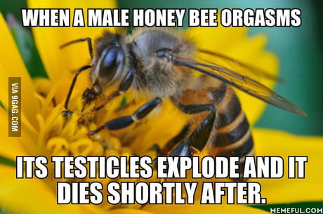 Prolapse bees having fan images