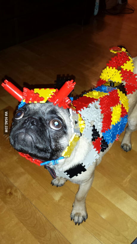 pug in armor