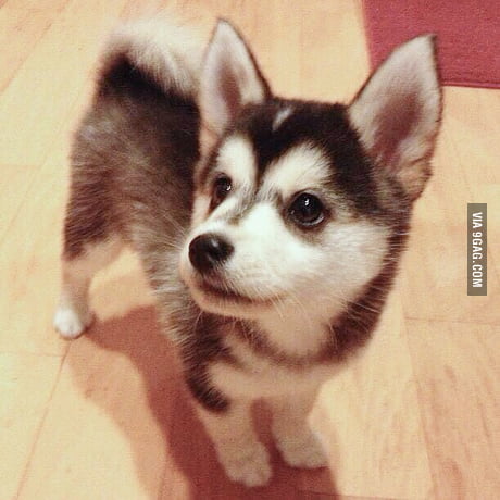 siberian husky cross pomeranian