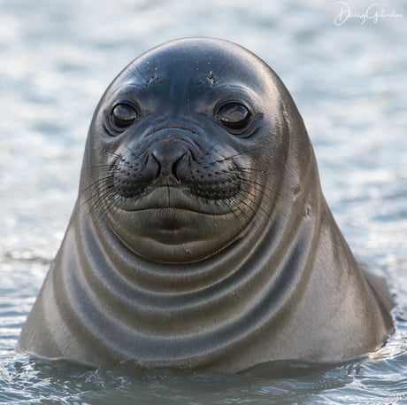 funny seal face