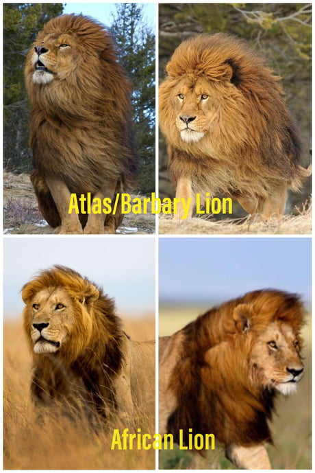 Lion Facts, Types, Diet, Reproduction, Classification,, 50% OFF