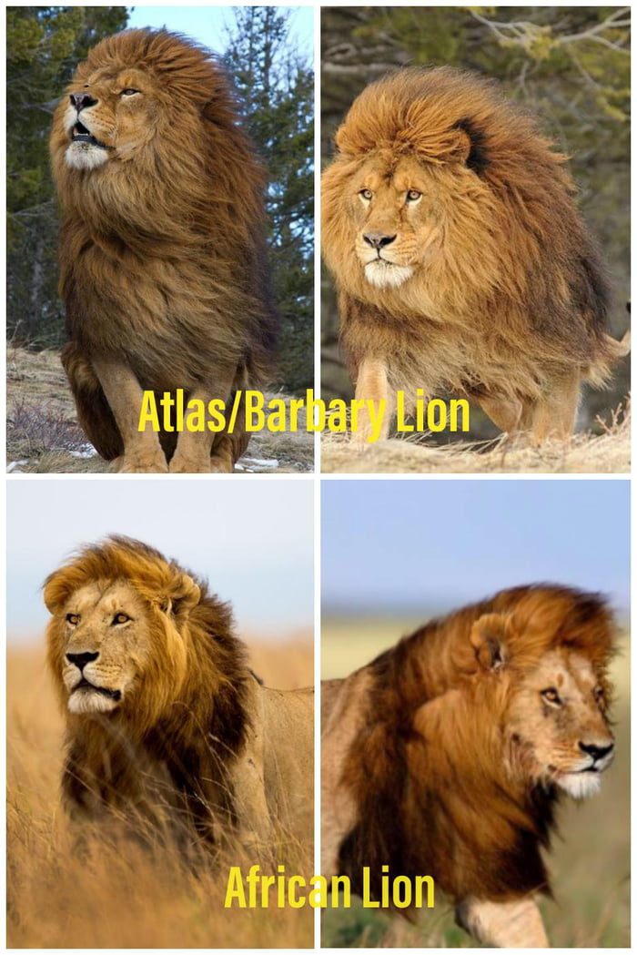 The Difference In Mane Size Between The Atlas (Barbary) Lion And ...