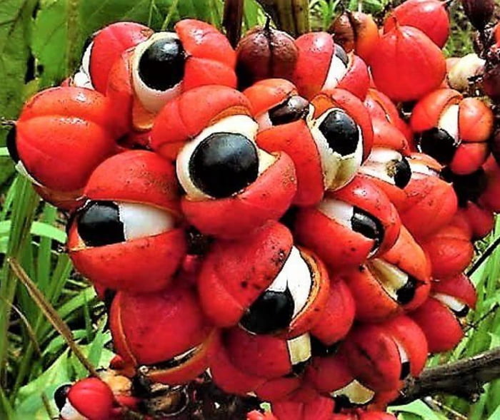 Something on guarana really freaks me out