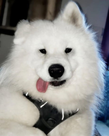 Samoyed cloud clearance