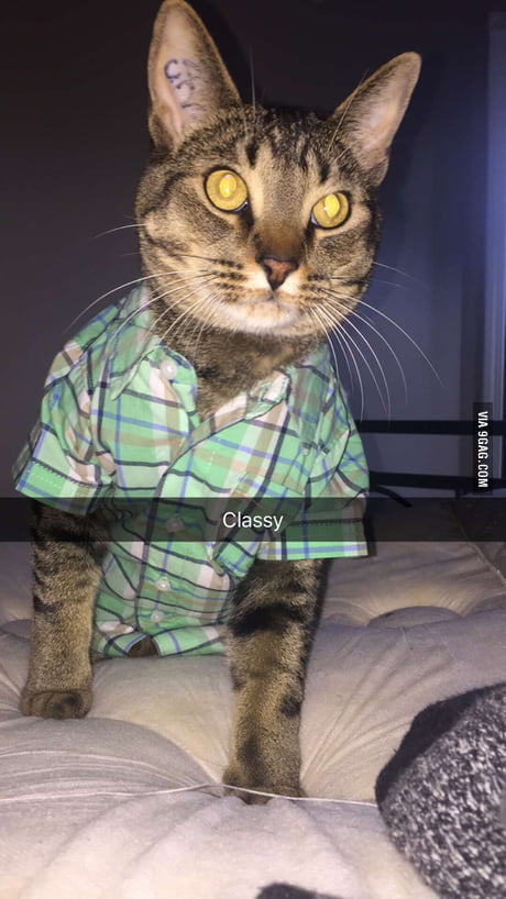 shirt for cat instead of cone