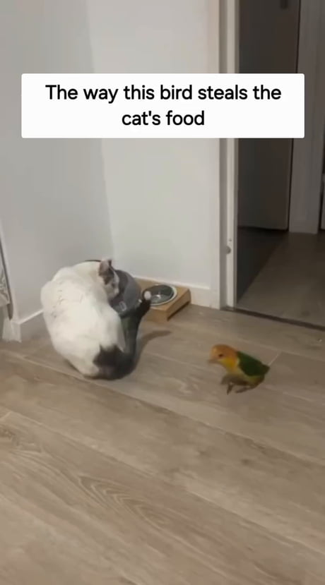 That is one brave birb