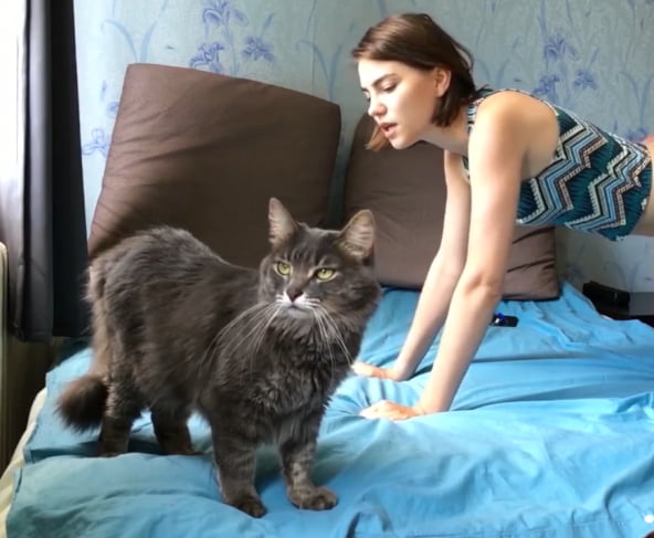 Cats and dogs