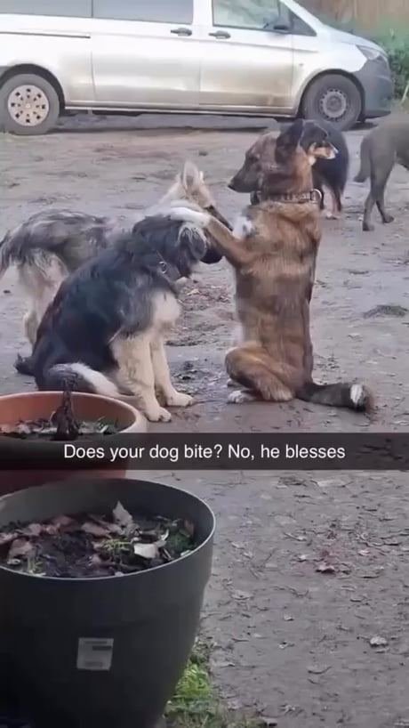 My dog does not bite, he blesses
