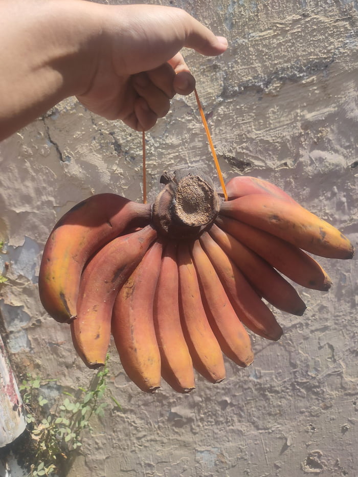 Red banana Some local say: Its already bit rare - 9GAG