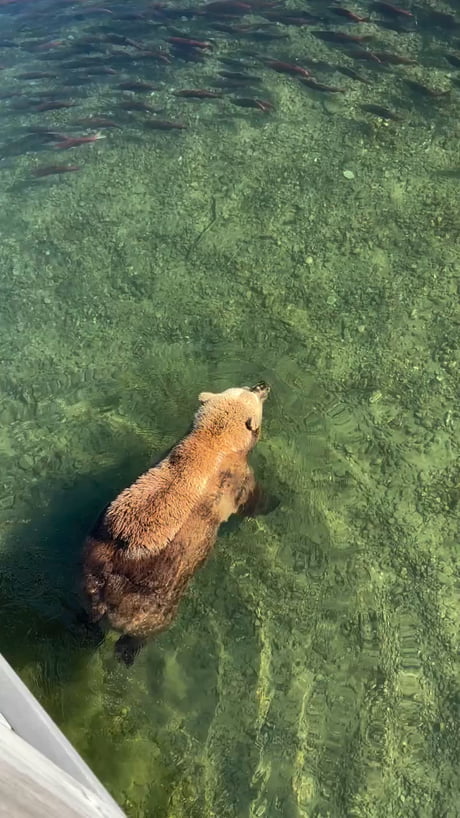Why is the dangerous bear so cute