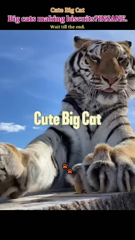 Some big cats
