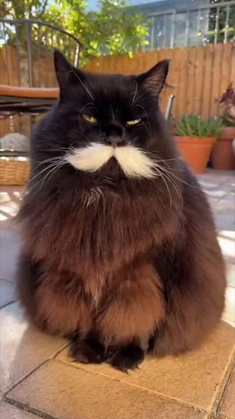 The Theodore Roosevelt of cats