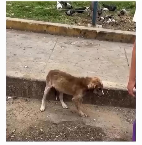 Doggo saved from street life.