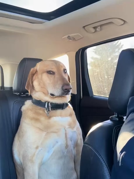 He knows he’s going to the vet, but he can’t prove it