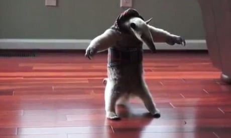 Baby anteater the t pose lord - 9GAG