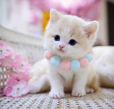 What a cute Kitty