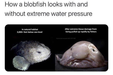 Blobfish with and without water pressure - 9GAG