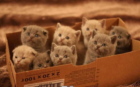 kittens in a box