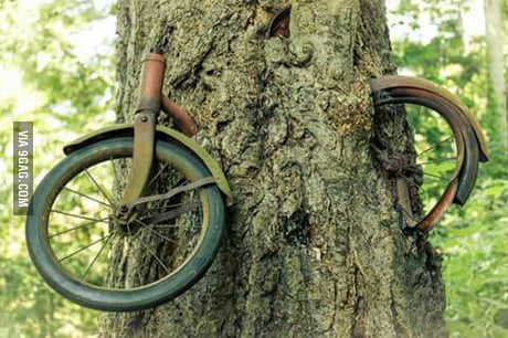 ww1 bike in tree