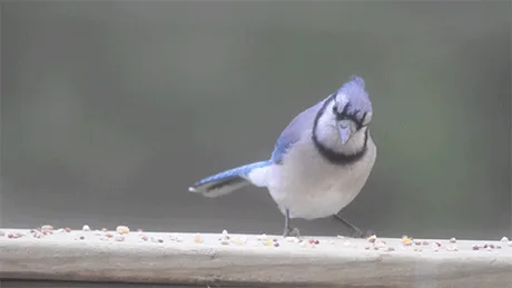 Blue jay males and females may look the same, but you can distinguish them  by their behavior. Males will display courtship behaviors towards females  and unlike some birds, only the female will