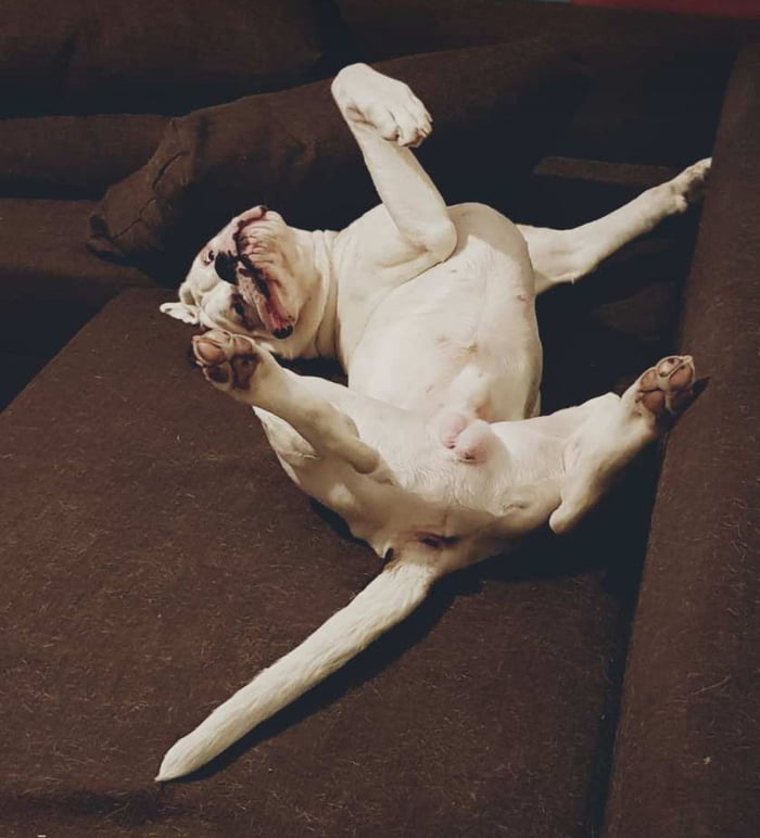 Dog.exe stopped working.