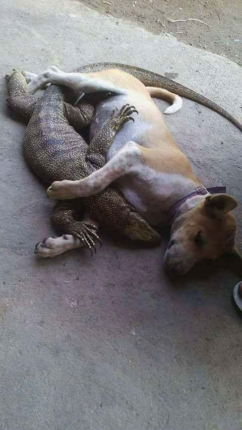 Lizard and dog cuddle up