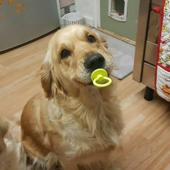 Your daily dose of cuteness