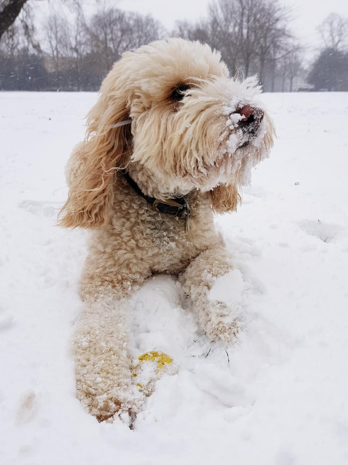 First time poster, had to share my magnificent hound