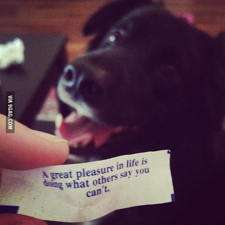 dog fortune cookie